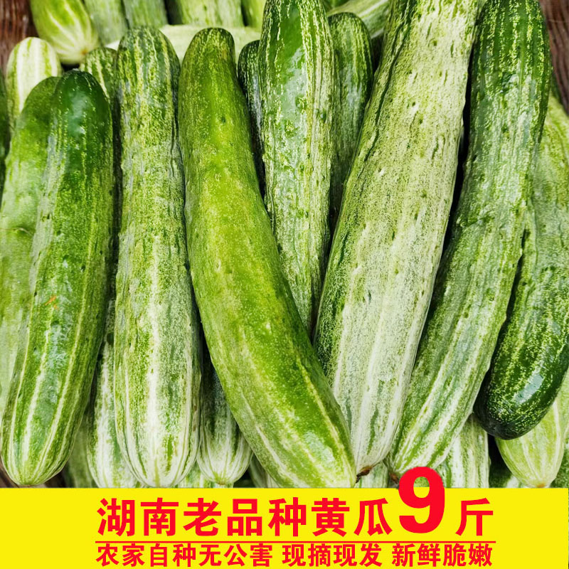 新鲜老品种黄瓜湖南现摘现发青花土黄瓜时令蔬菜孕妇生吃燕白黄瓜