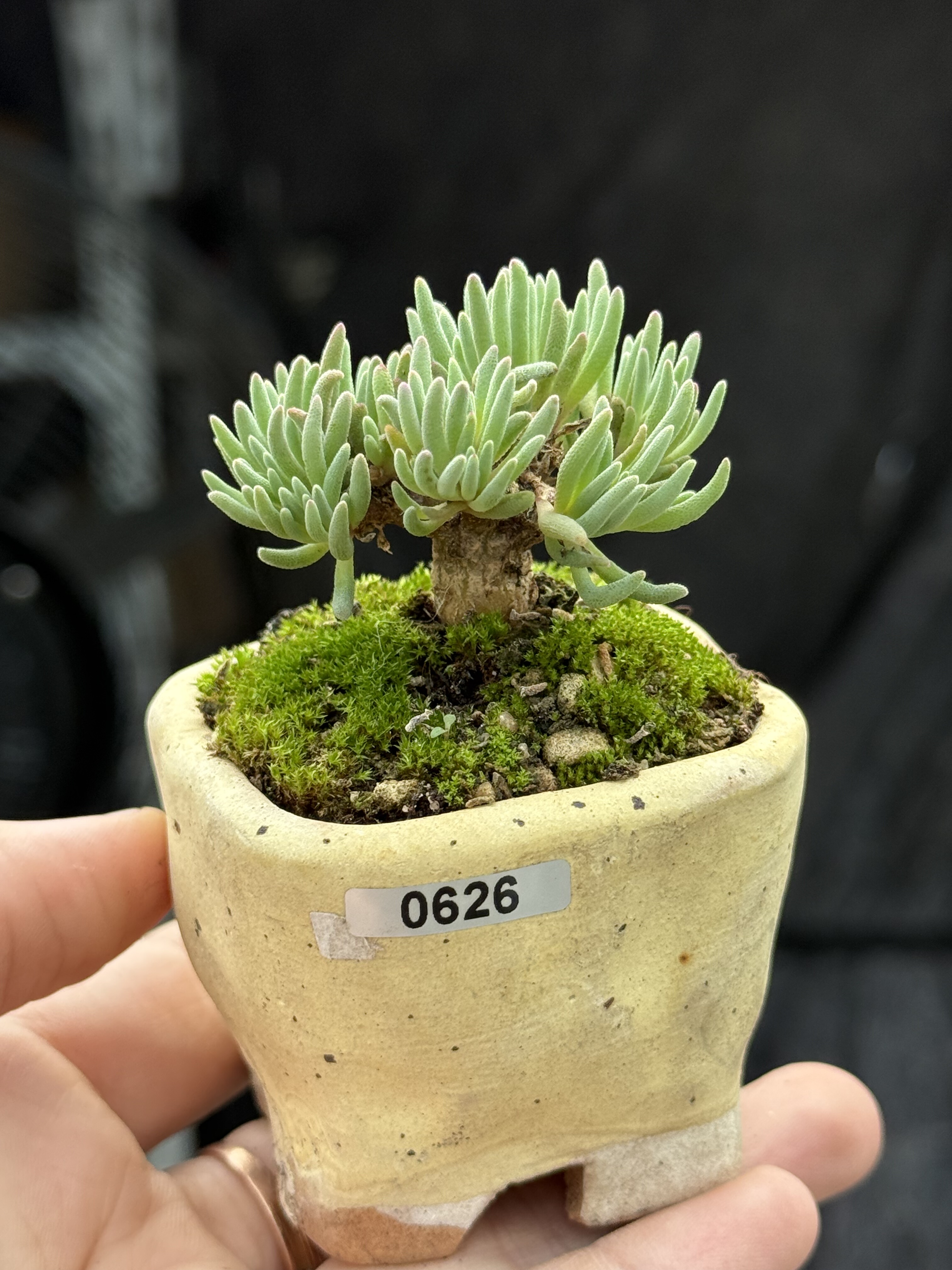 含盆，晶珊瑚块根多肉植物番杏科会开花状态会红一物一拍