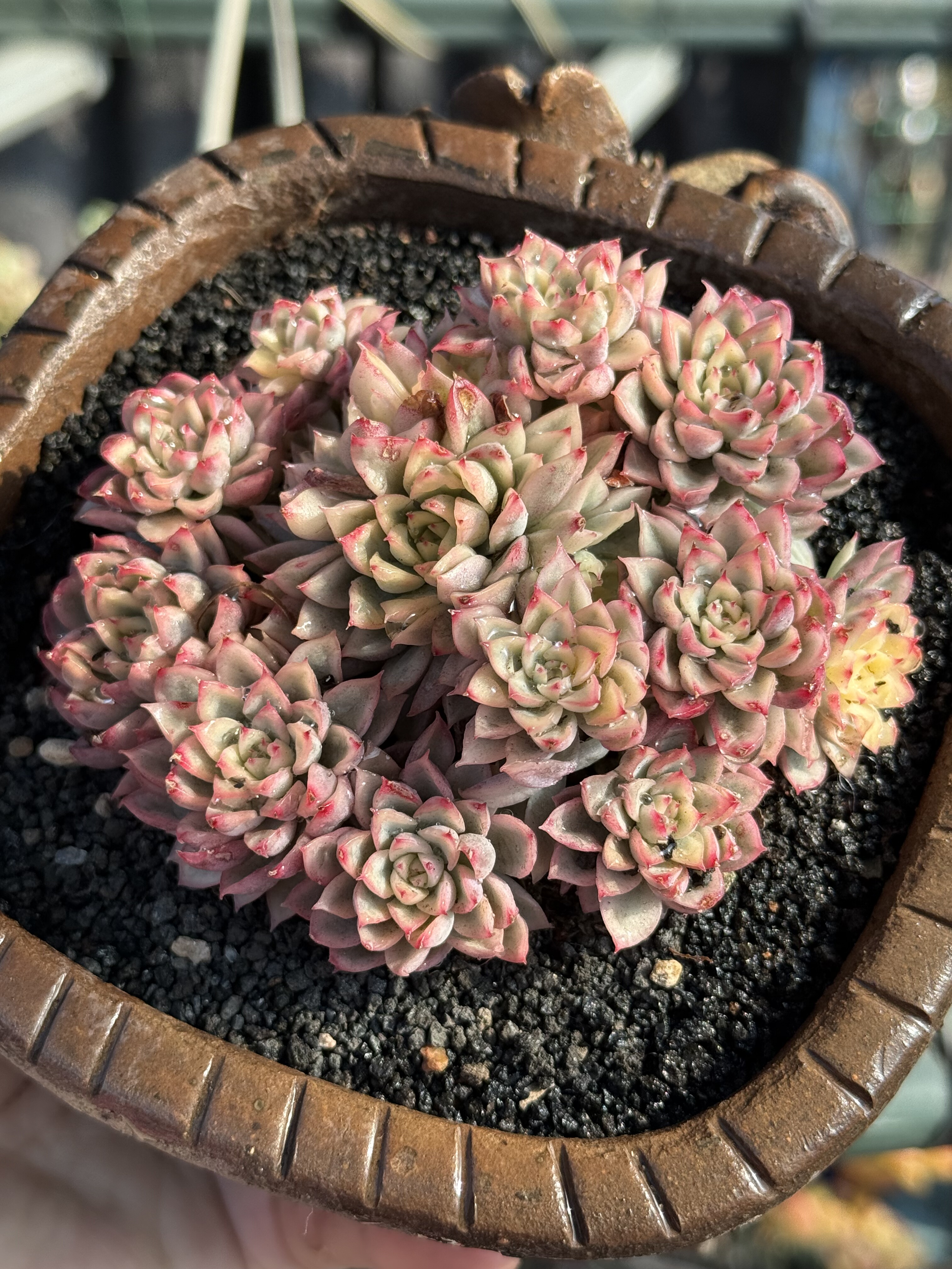 含盆 女雏锦手捧花小老桩多肉植物果冻体暗纹精控群生一物一拍