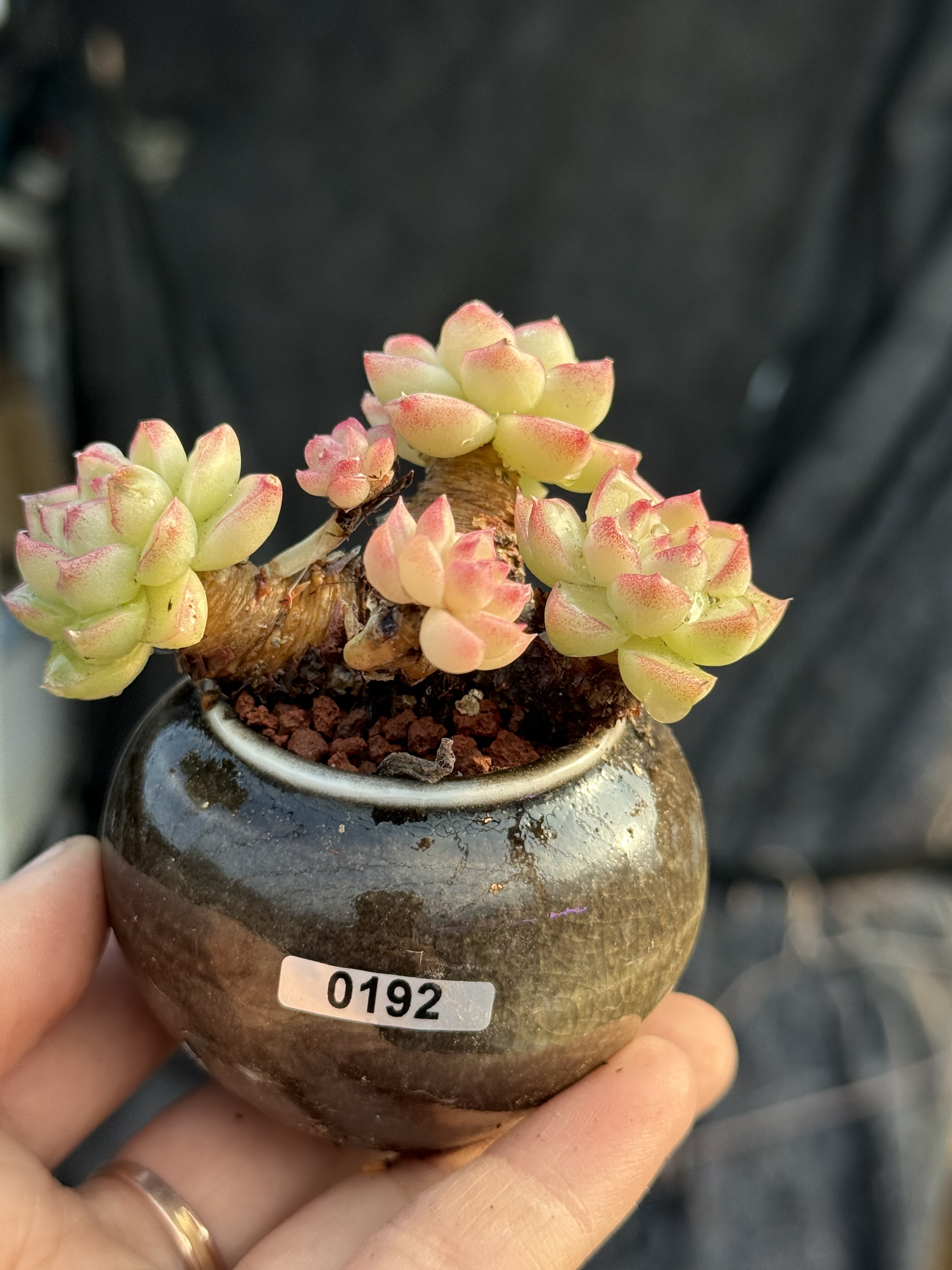 含盆 女王红边线麦秆女王桃熏女王多肉植物小老桩多肉一物一拍