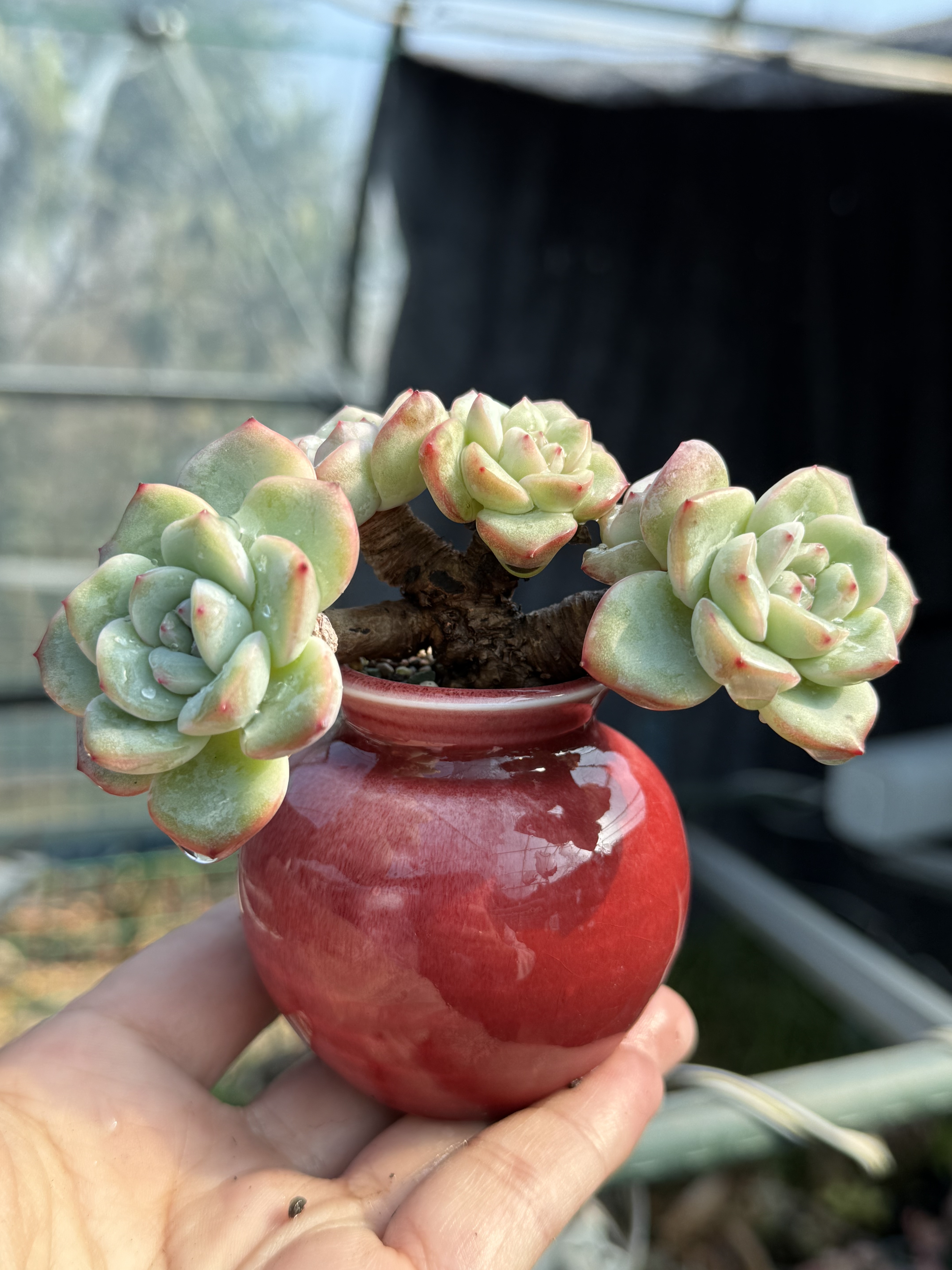 奶油泡芙轰动多肉植物精控拇指小老桩  带盆栽好  一物一拍