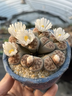 含盆 生石花屁屁花大群生多肉植物番杏多头超大棵皮实