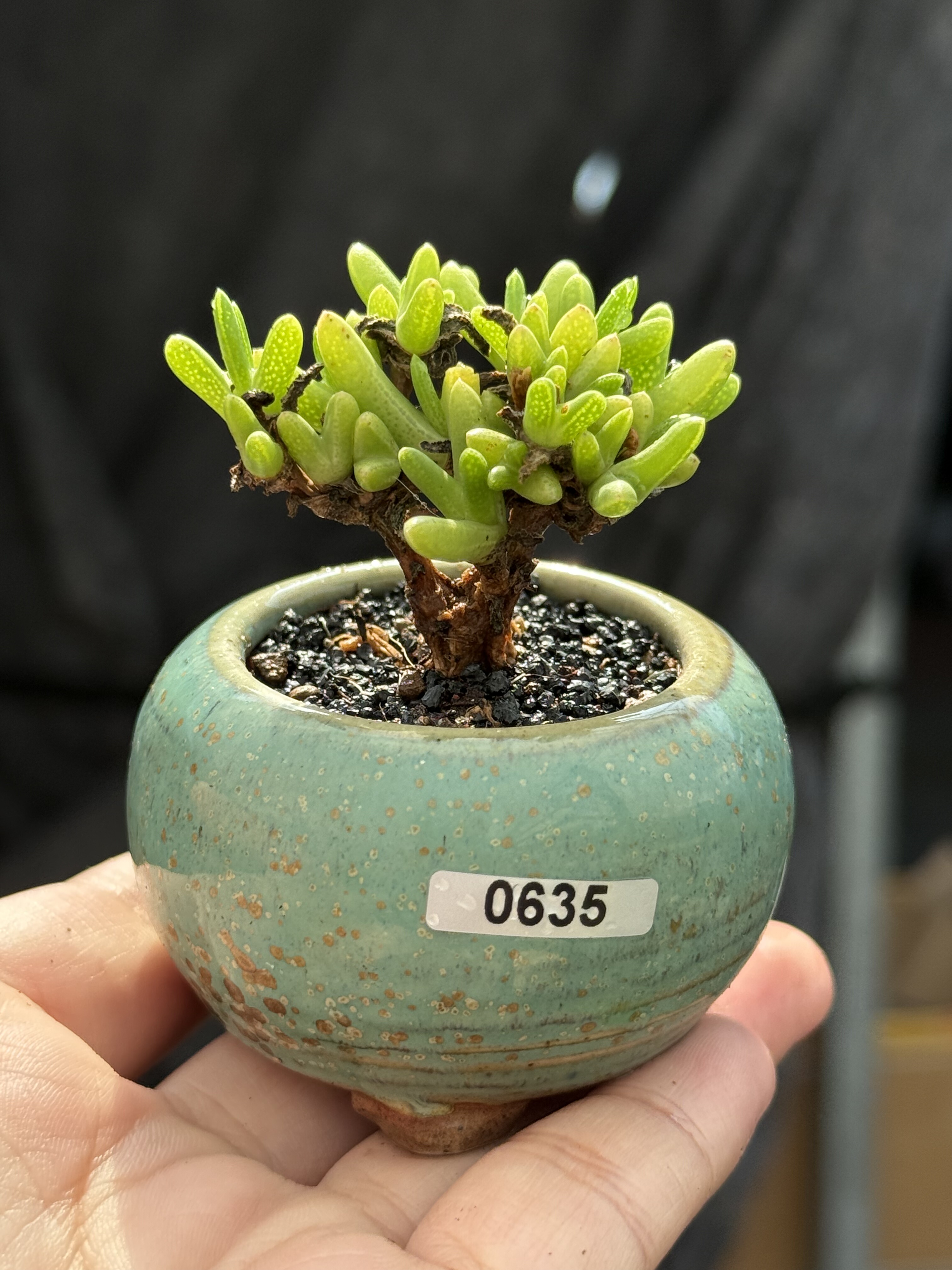 含盆，紫霄木枝干番杏小老桩多肉植物稀有植物一物一拍