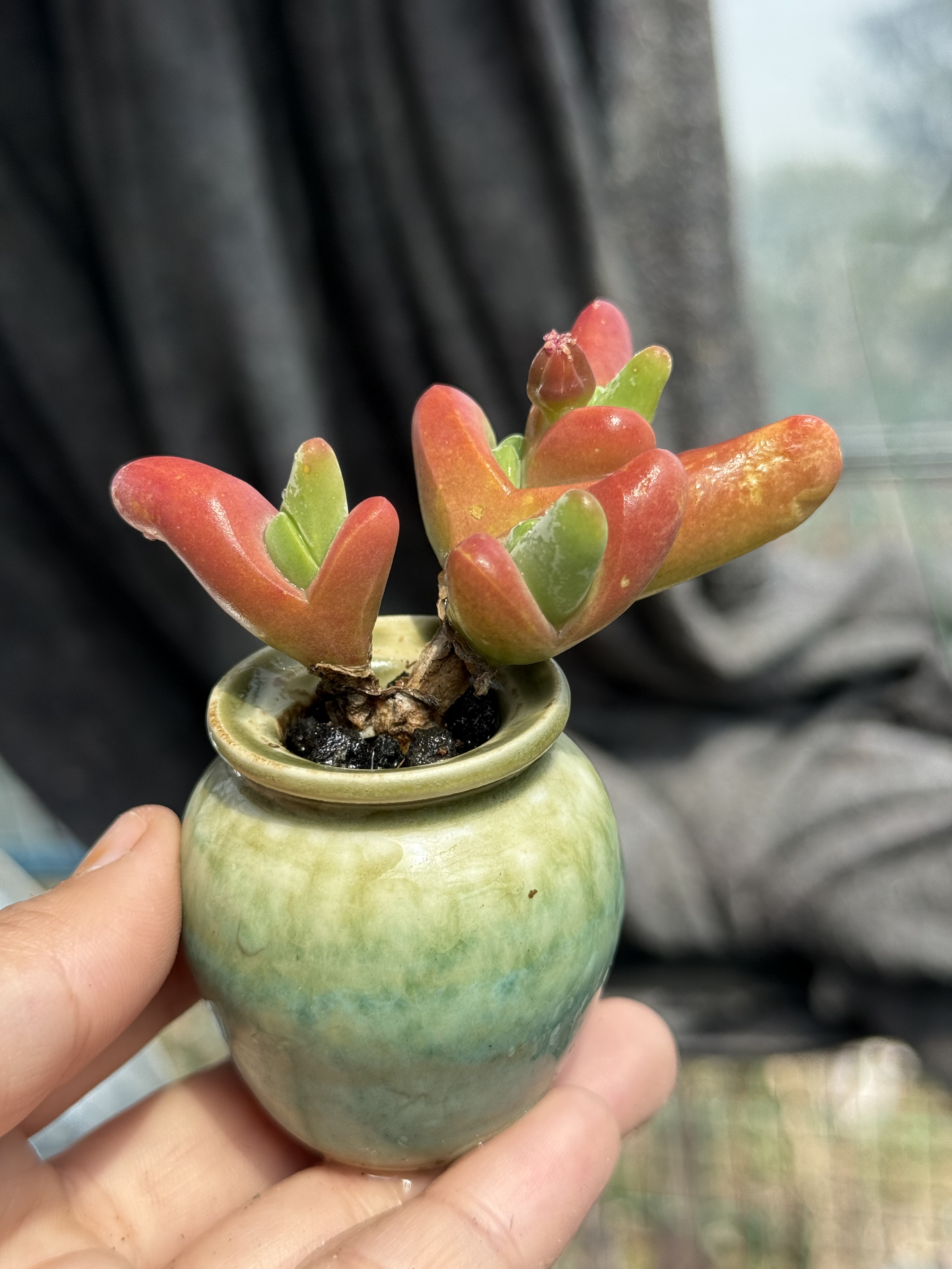 大鲨鱼番杏科多肉植物藻玲玉属多头群生Gibbaeum Shandii