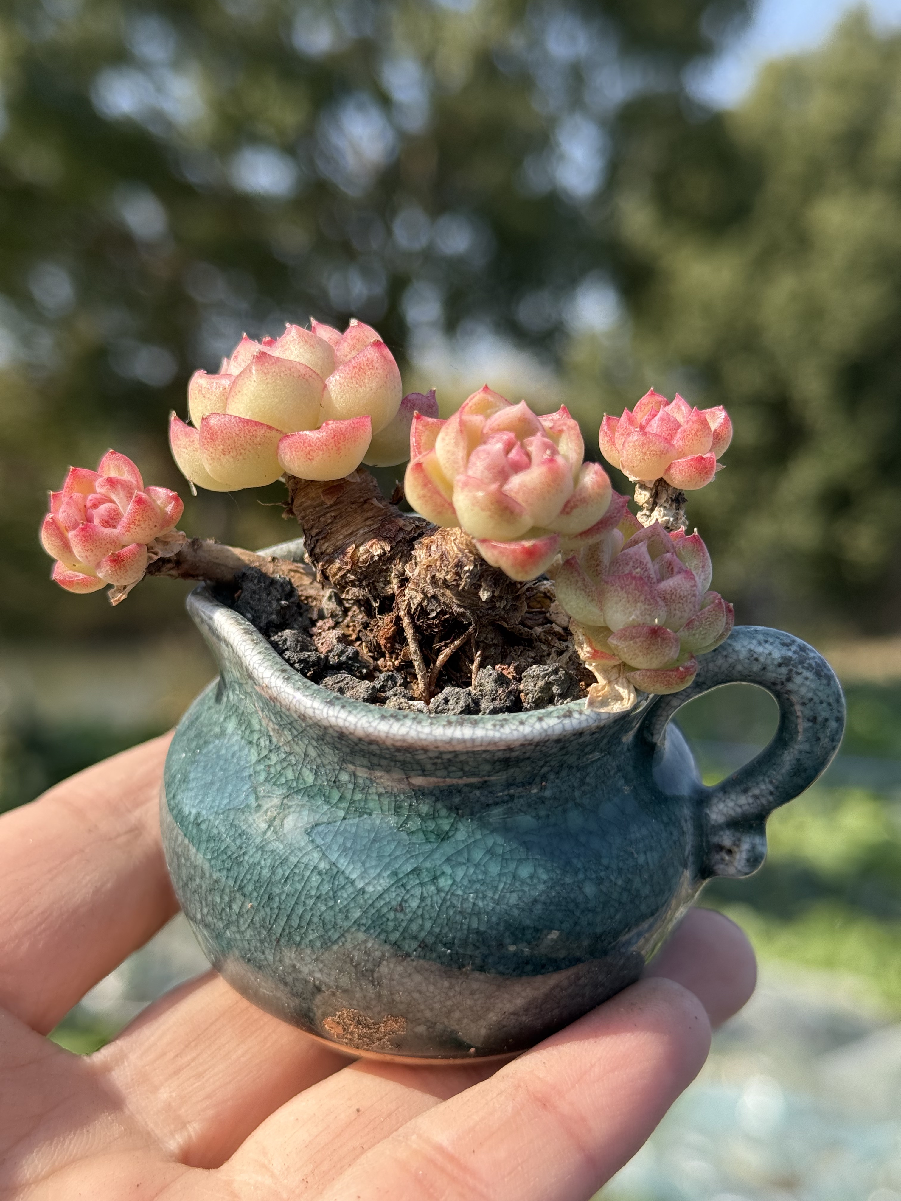 含盆 女王红边线麦秆女王桃熏女王多肉植物小老桩多肉一物一拍