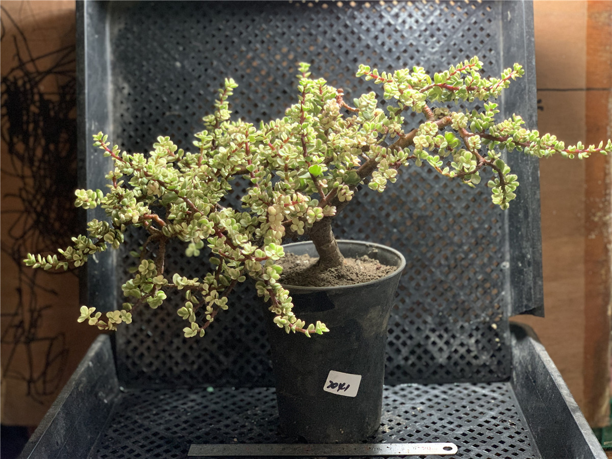 雅乐之舞锦金枝玉叶多肉植物悬崖造型超大老桩盆景一物一拍39包邮