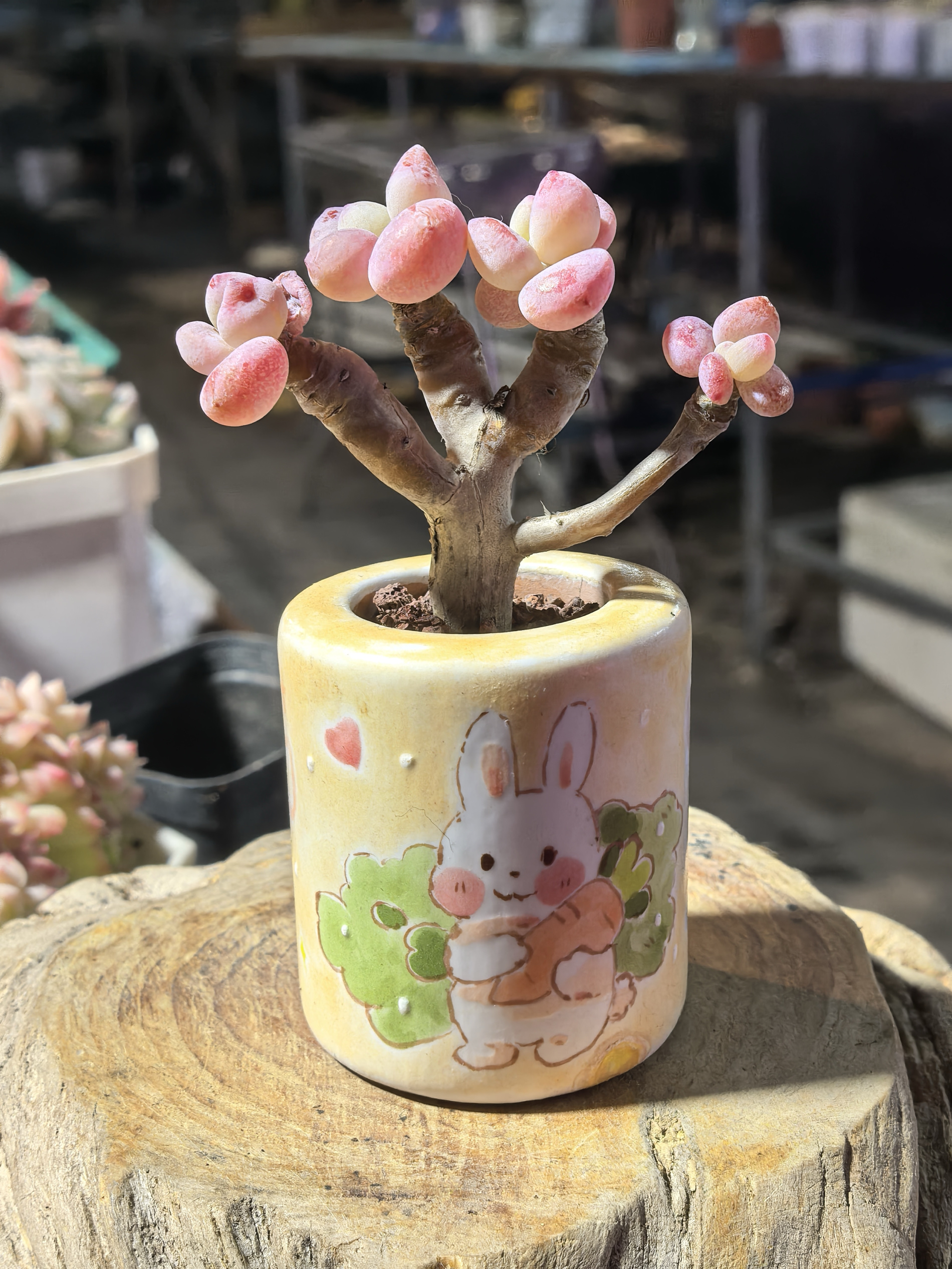 洛神多肉植物爆芽控养状态