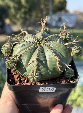 法力达大戟科多肉植物 稀有植物手捧花一物一拍