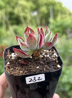 锦晃星毛绒绒红色多肉植物一物一拍
