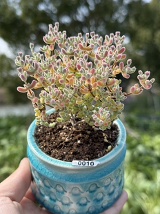 含盆 处理实生粉冰晶枝干番杏多肉植物拇指小老桩小树形一物一拍