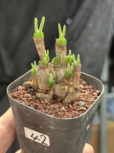 带盆土，碧光环兔耳朵多肉植物番杏科小兔子盆栽小萌肉，一物一拍
