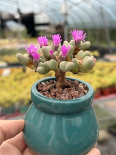 含盆 秋琴玉番杏科多肉植物藻玲玉属Gibbaeumpetrense一物一拍