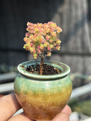 处理，实生蜜桔蜜橘糖球枝干番杏小树形多肉植物大老桩一物一拍