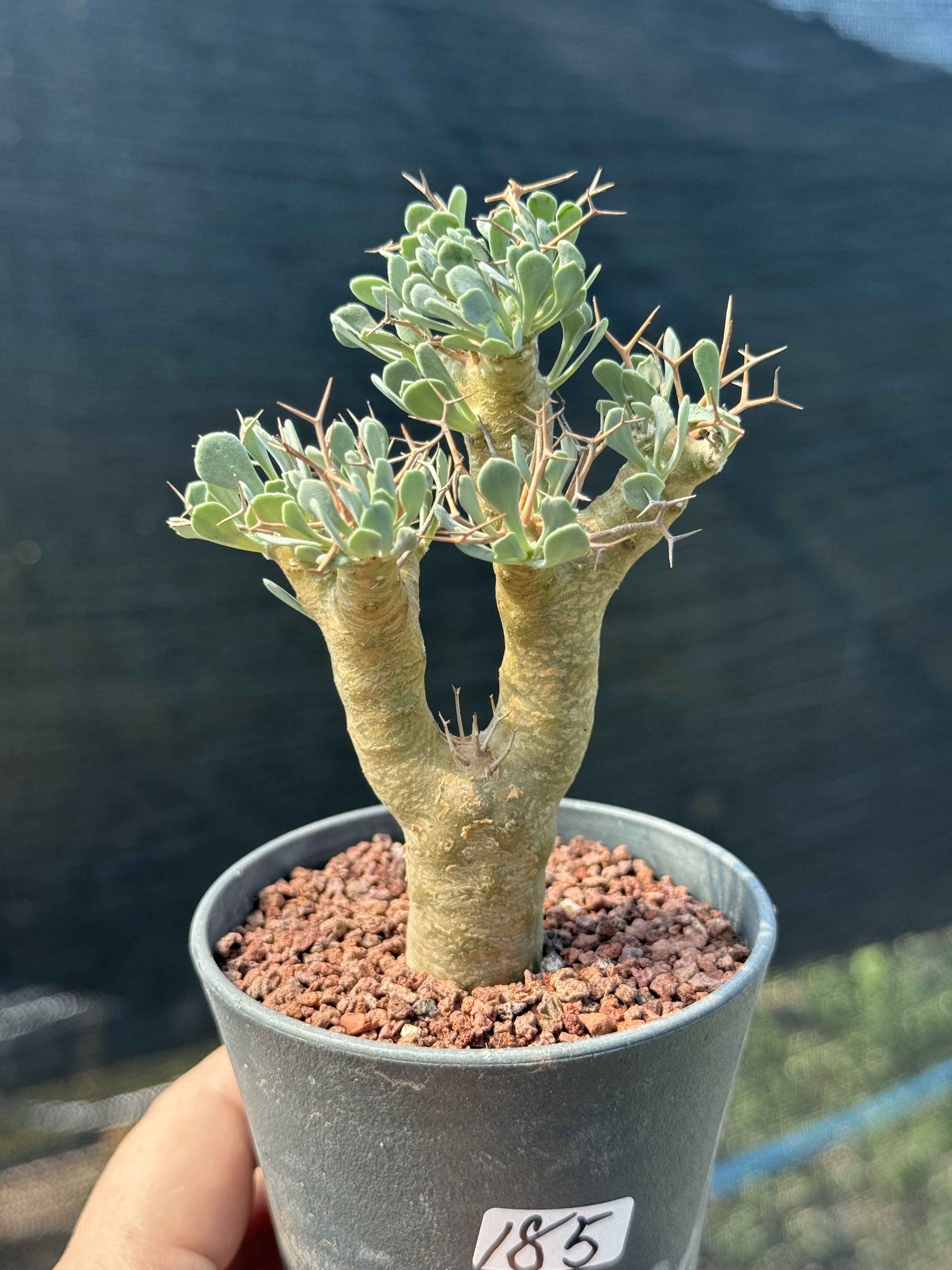 黑鬼殿厚敦菊Othonna euphorbioides 块根多肉植物稀有一物一拍