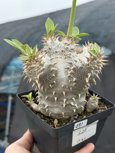 惠比须笑大黑 Pachypodium brevicaule块根多肉植物一物一拍
