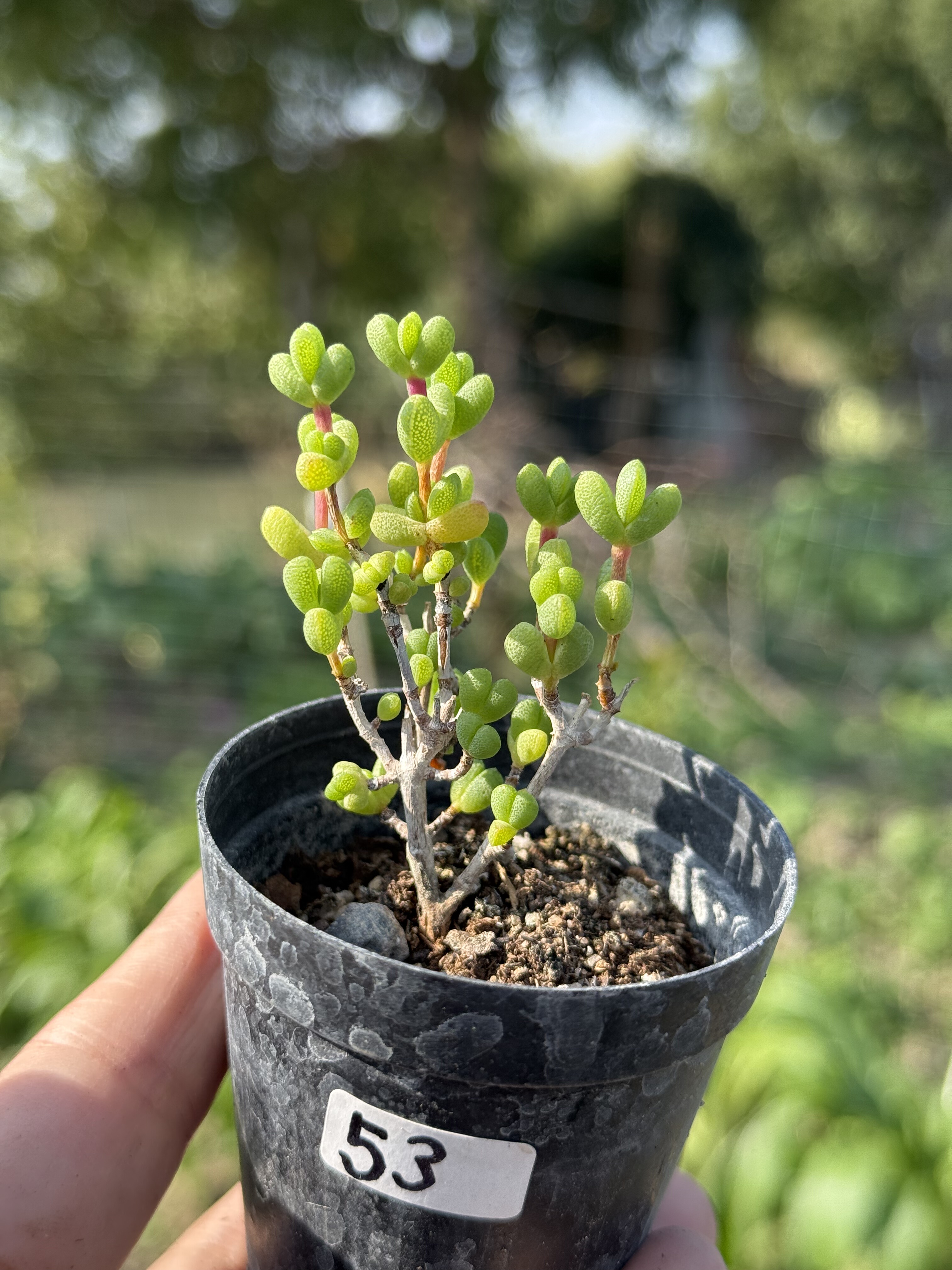 爱心元宝枝干番杏多肉植物控养小老桩一物一拍，带盆土发货