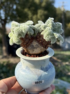 含盆，羽叶洋葵大块根多肉植物老桩一物一拍