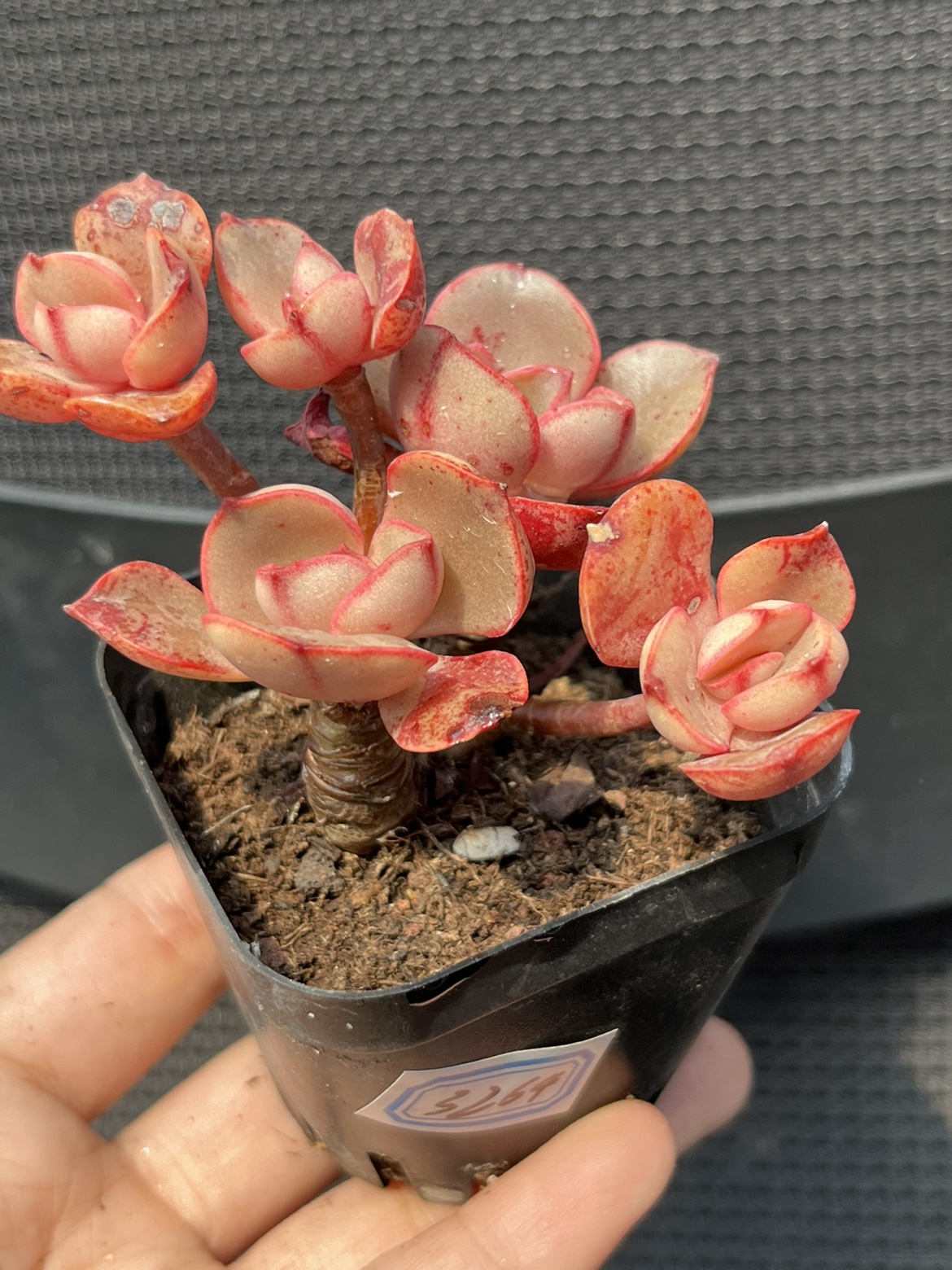 日本皮式多肉植物木质老桩  一物一拍