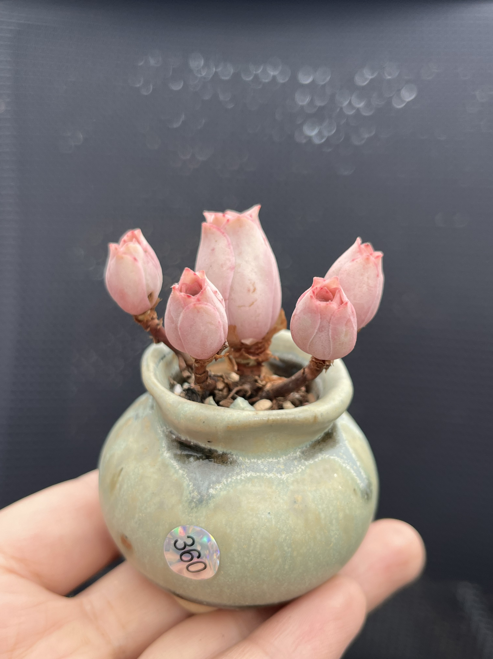 含盆，迷你小老桩虎皮玫瑰丝绒玫瑰帕尔玛玫瑰多肉植物一物一拍