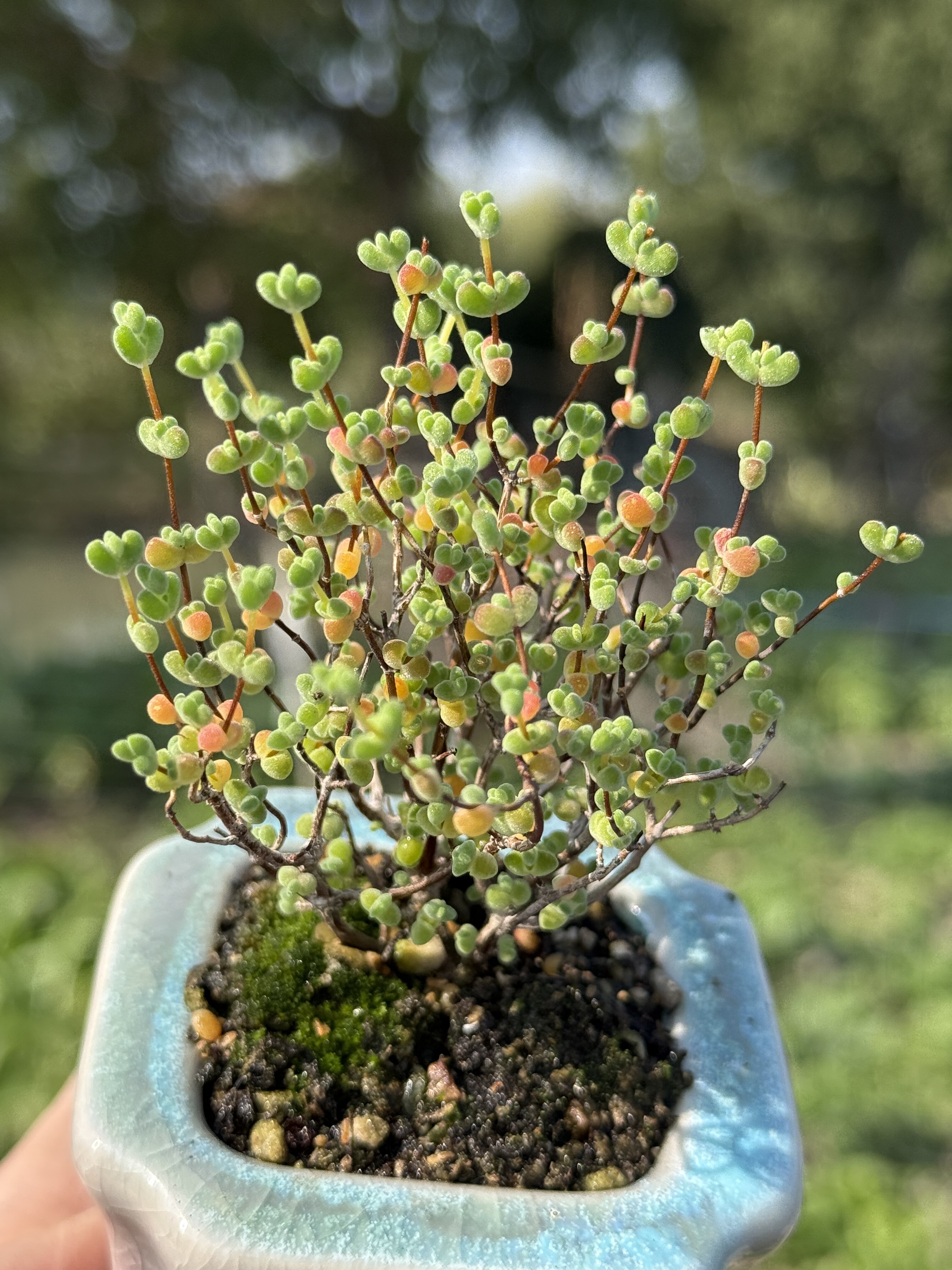 含盆  实生莱斯枝干番杏爱心叶片小树形拇指小老桩多肉植物