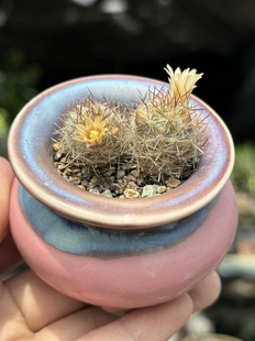 含盆 白刺松霞仙人球稀有进口冷门趣味仙人掌多肉植物一物一拍