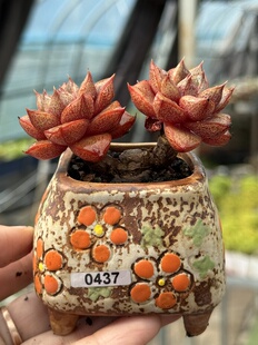 大和锦多肉植物拇指控养老桩有砍过头一物一拍