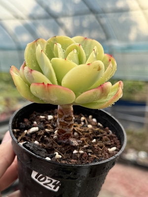 鸡蛋碧桃黄锦多肉植物稀有拉丝锦覆轮锦老桩 一物一拍