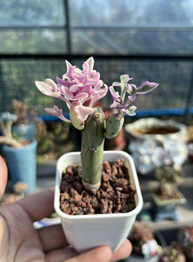 七宝树锦神仙笔锦仙人笔锦奇趣多肉植物群生多头一物一拍