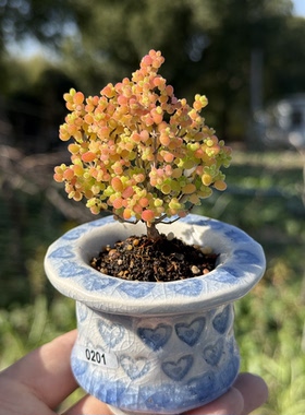 含盆 实生蜜橘糖球蜜桔枝干番杏小树形悬崖老桩多肉植物一物一拍