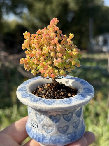 含盆，实生蜜橘糖球蜜桔枝干番杏小树形悬崖老桩多肉植物一物一拍