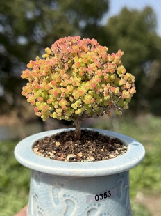 含盆 实生蜜橘糖球蜜桔枝干番杏小树形悬崖老桩多肉植物一物一拍