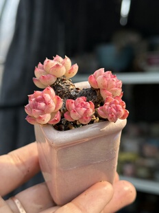 含盆 女王红边线麦秆女王桃熏女王多肉植物小老桩多肉一物一拍