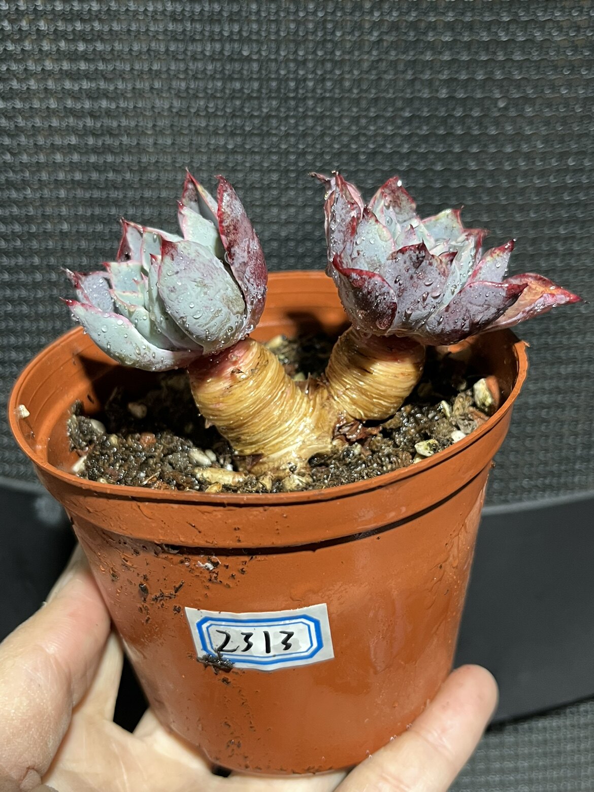 赫拉多肉植物粗腿老桩群生多头一物一拍