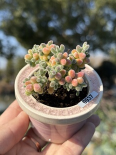 含盆 处理实生粉冰晶枝干番杏多肉植物拇指小老桩小树形一物一拍