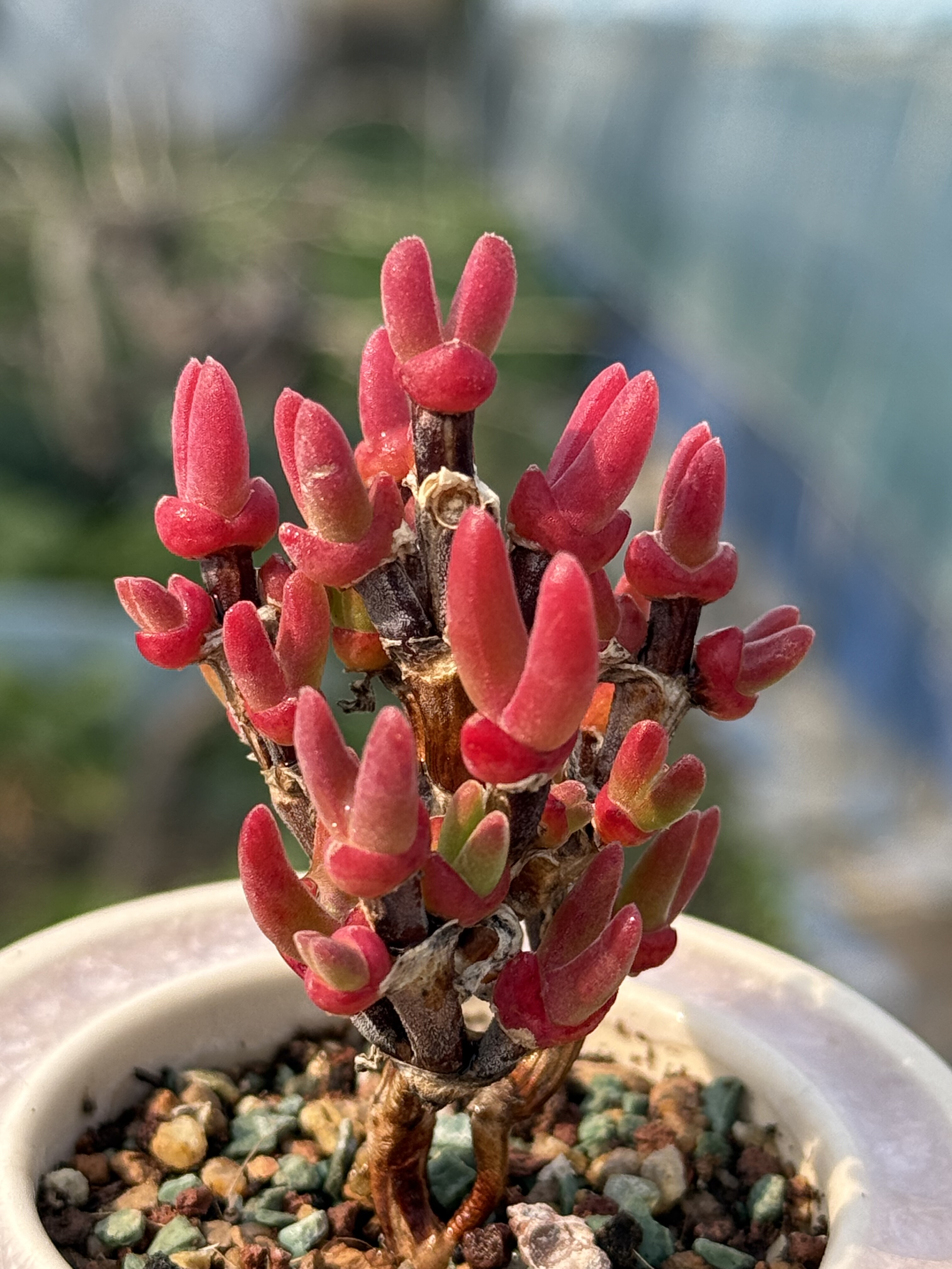 含盆，枝干小兔子枝干番杏多肉植物控养拇指小老桩一物一拍