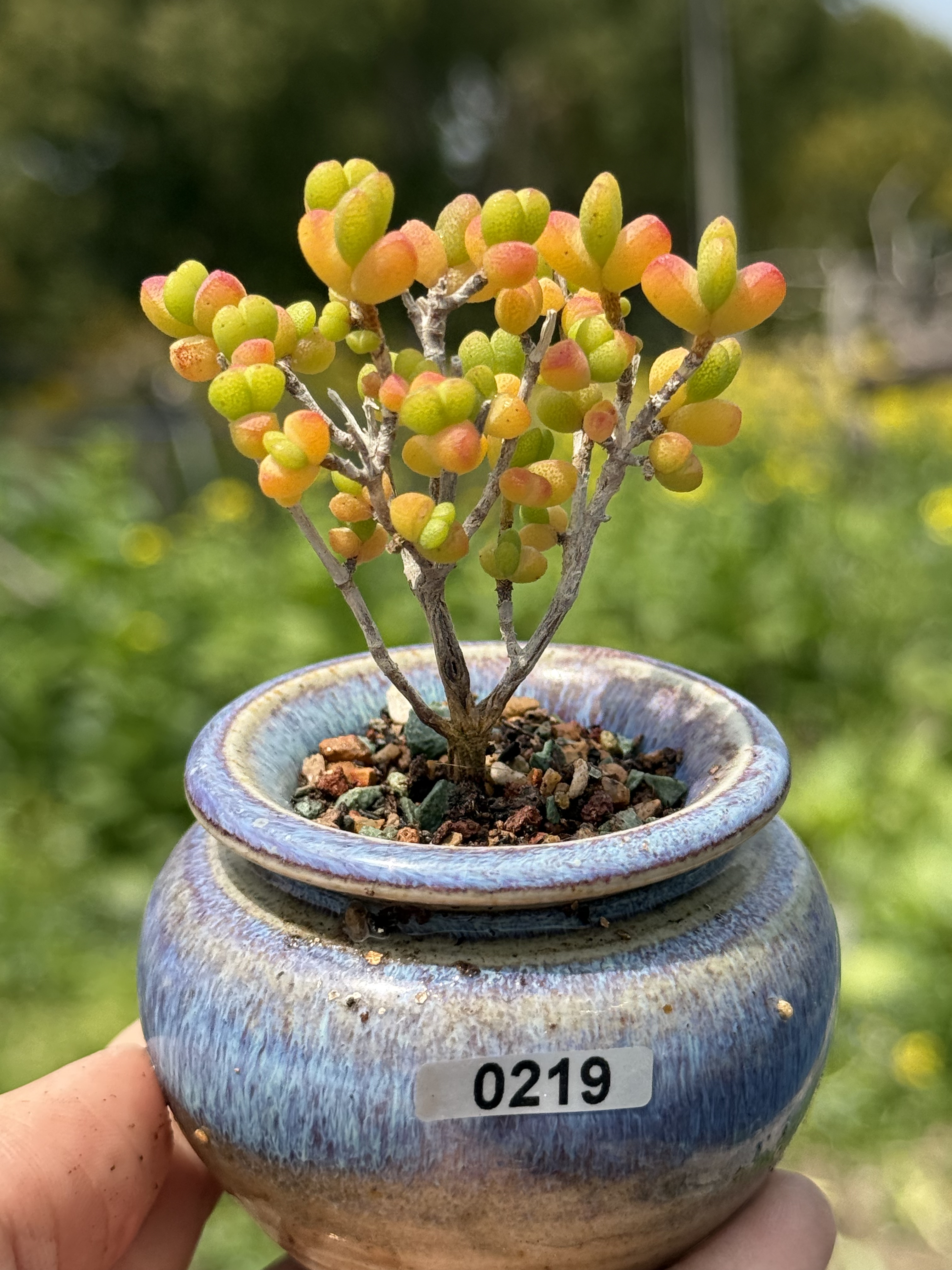 爱心元宝枝干番杏多肉植物控养小老桩一物一拍，带盆土发货