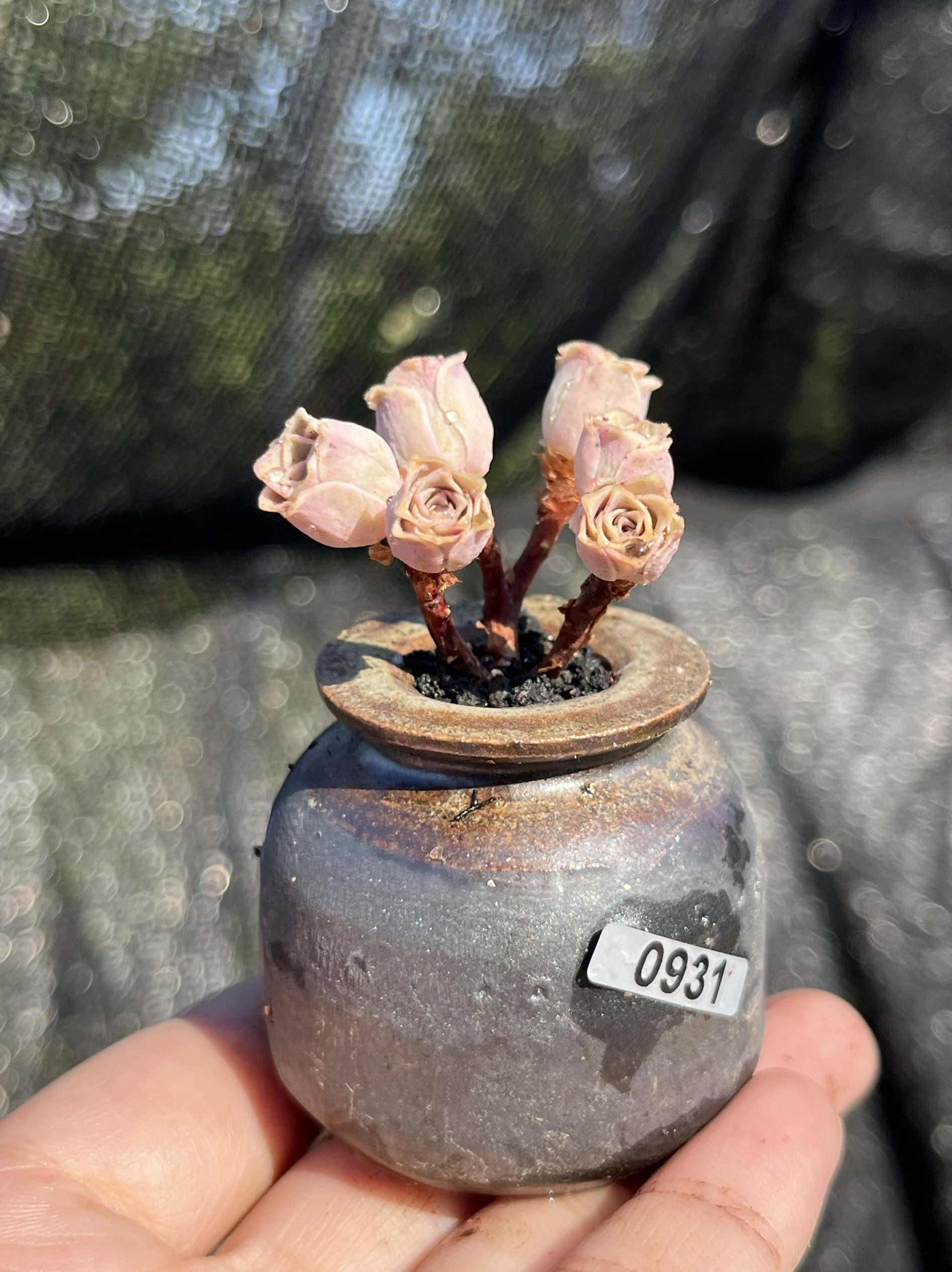 新品迷你小老桩虎皮玫瑰丝绒玫瑰帕尔玛山地玫瑰多肉植物一物一拍