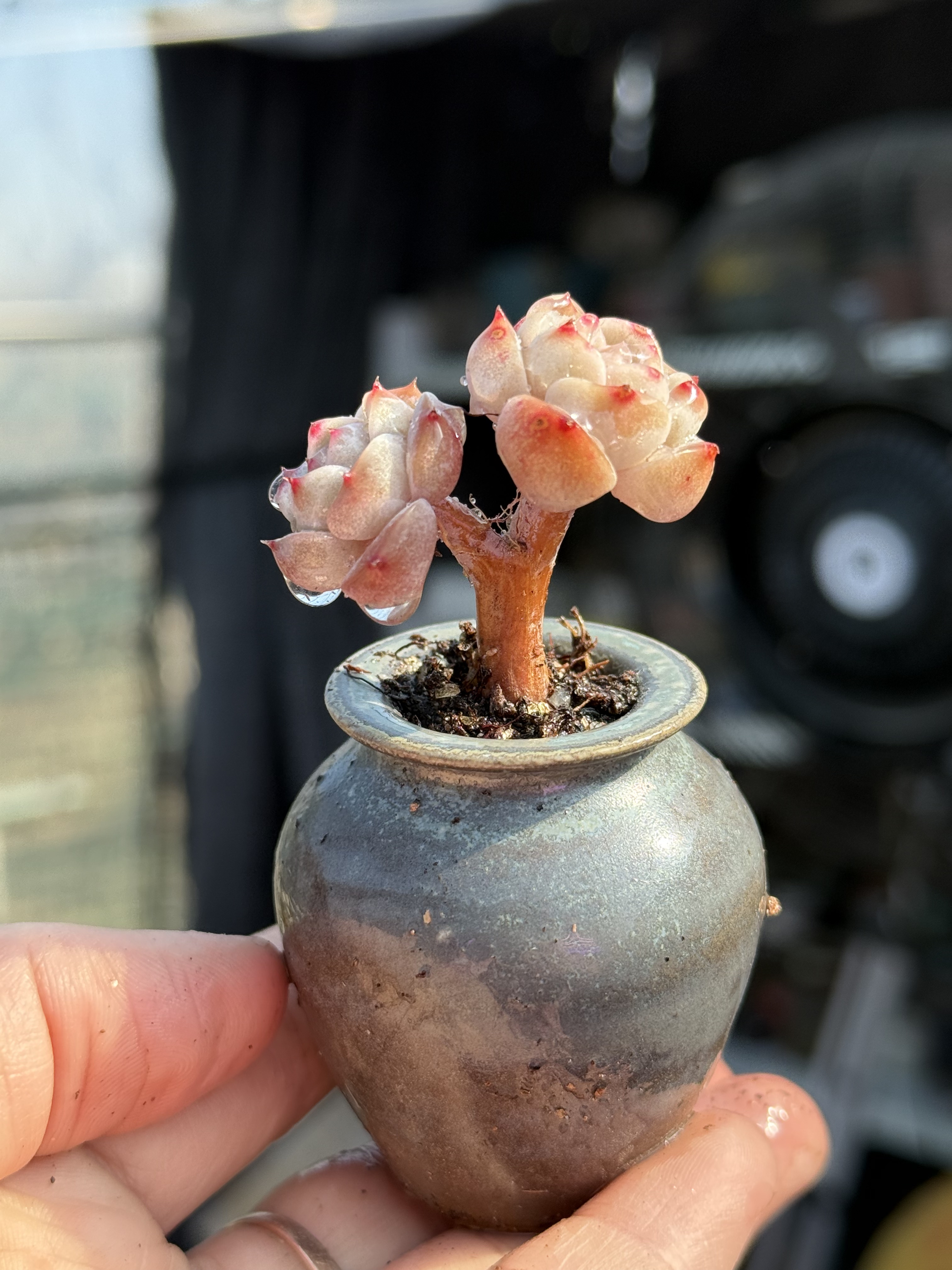 含盆 新品粉色糖心暗纹冰魄杂交多肉植物小老桩多肉 一物一拍