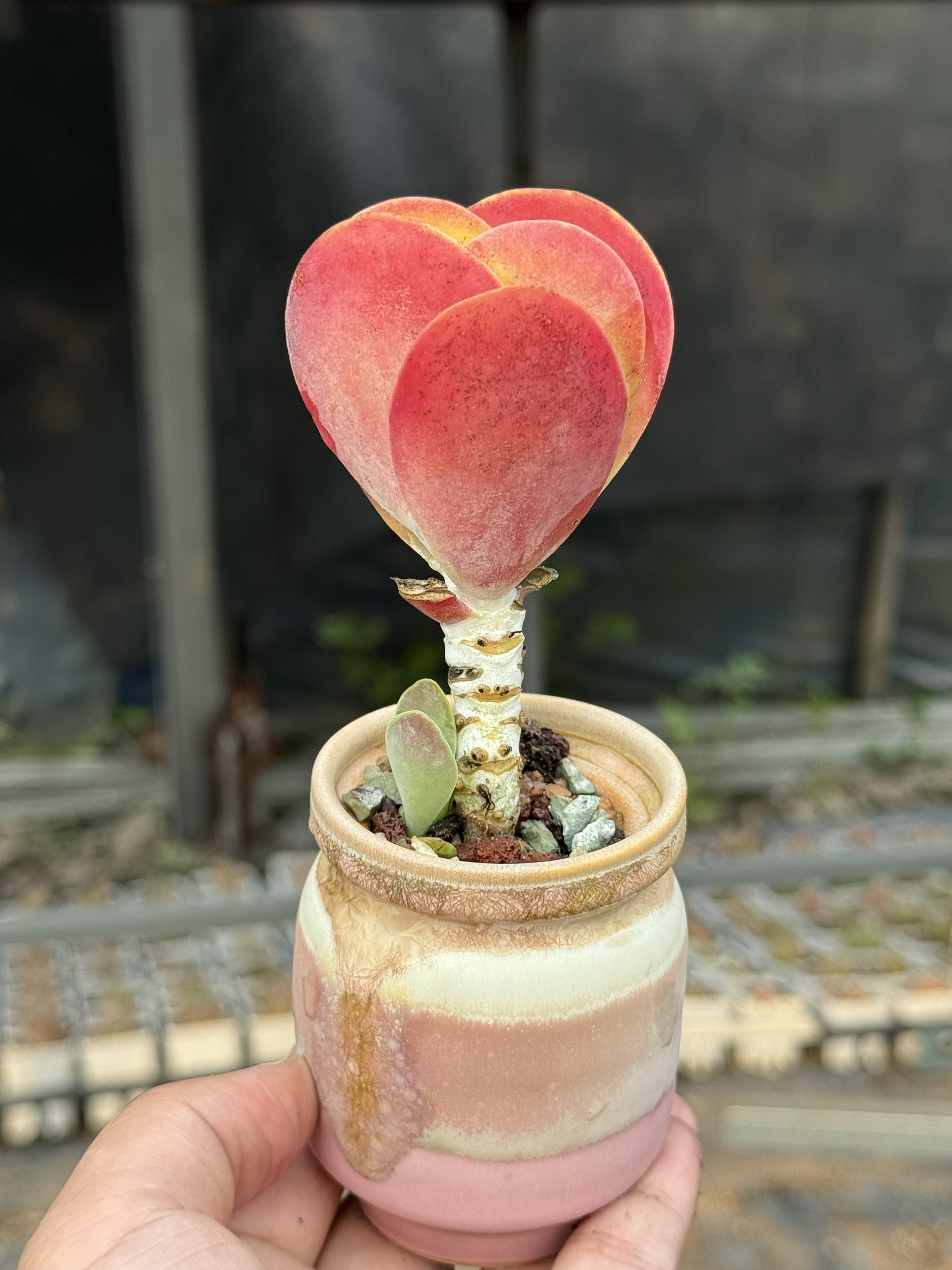 含盆 唐印多肉植物控养小老桩红色多肉皮实易养 一物一拍