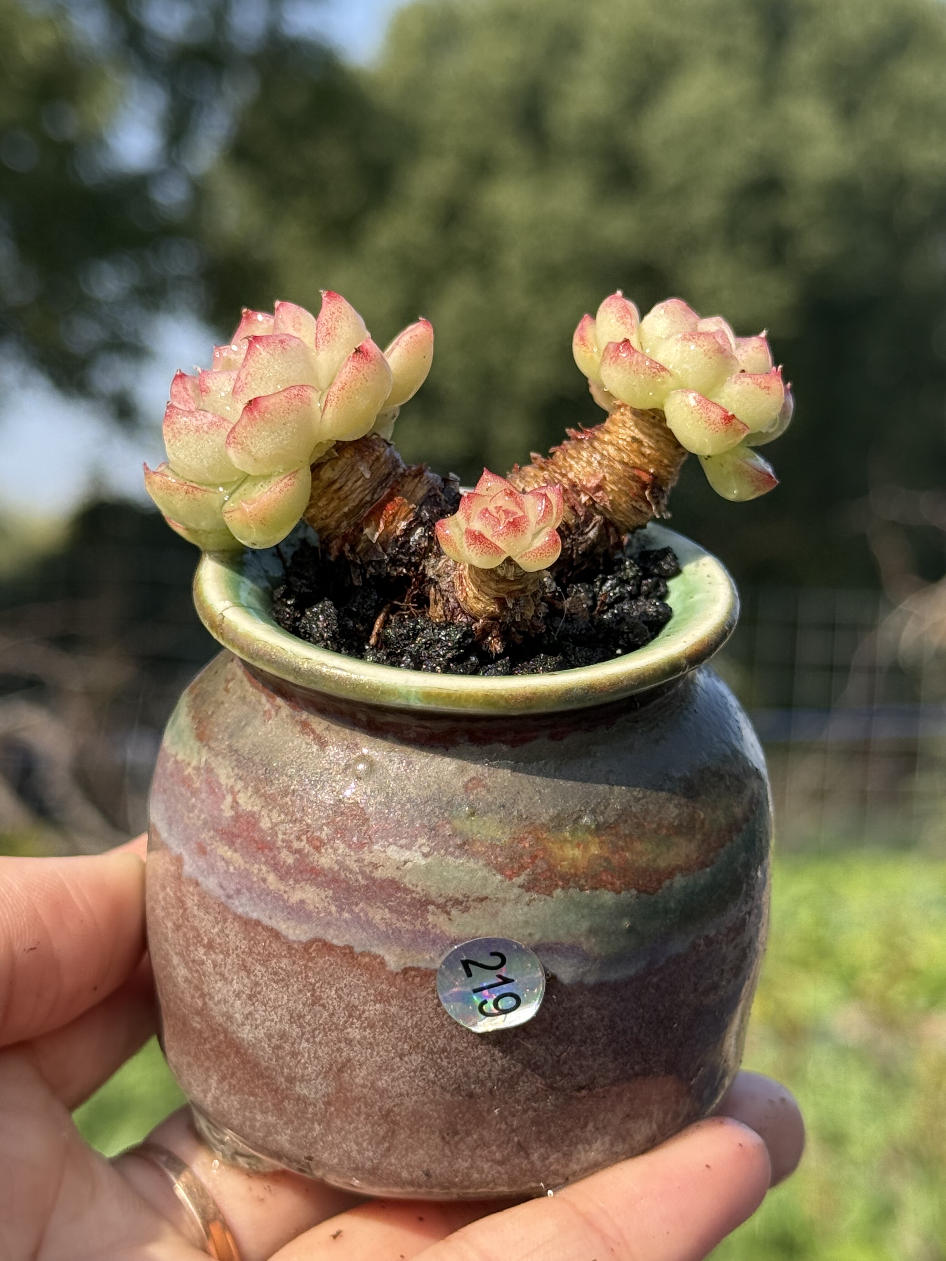 含盆 女王红边线麦秆女王桃熏女王多肉植物小老桩多肉一物一拍