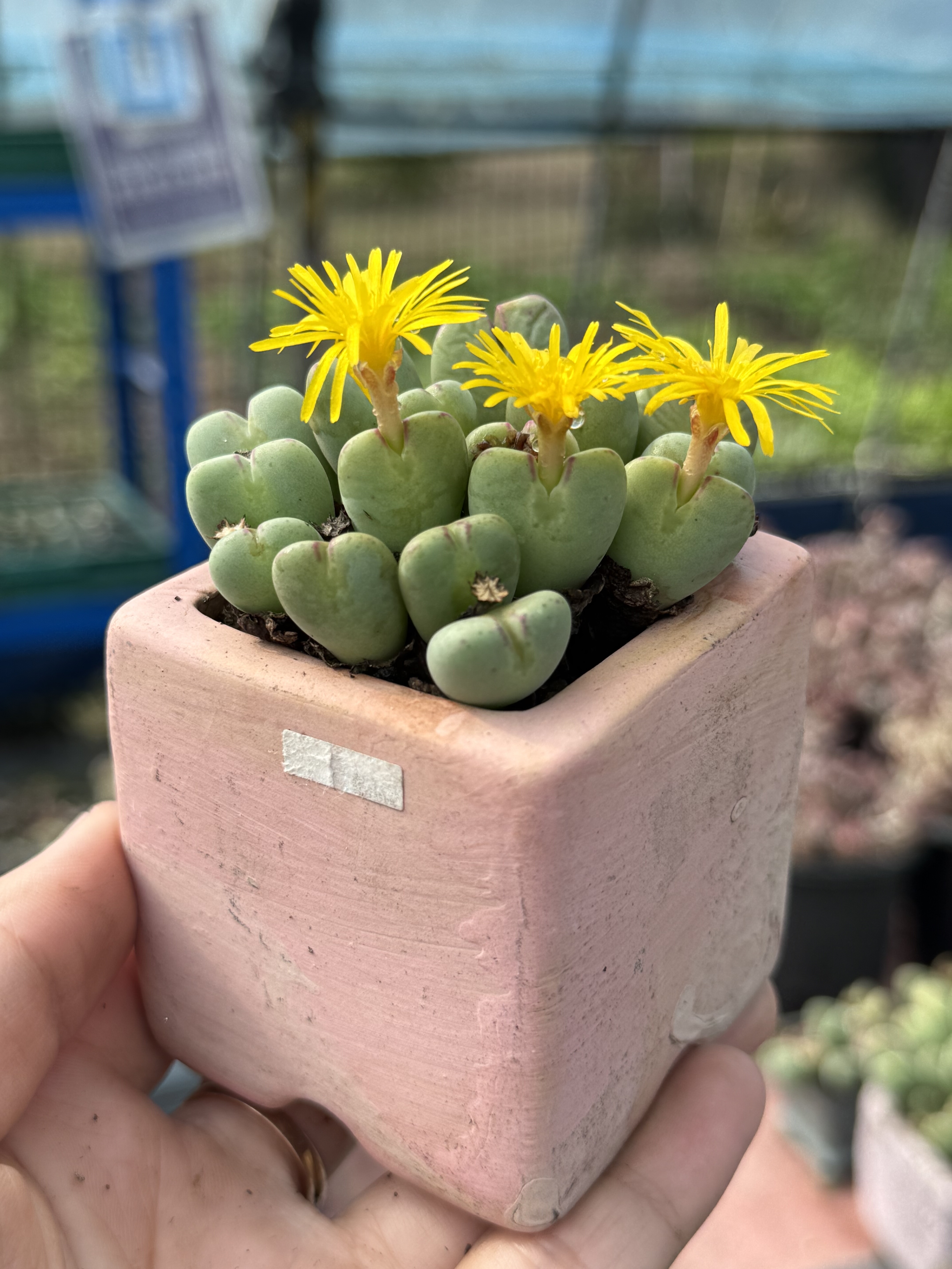 带盆栽好 少将老桩肉锥多头群生多肉植物新手好养皮实一物一拍