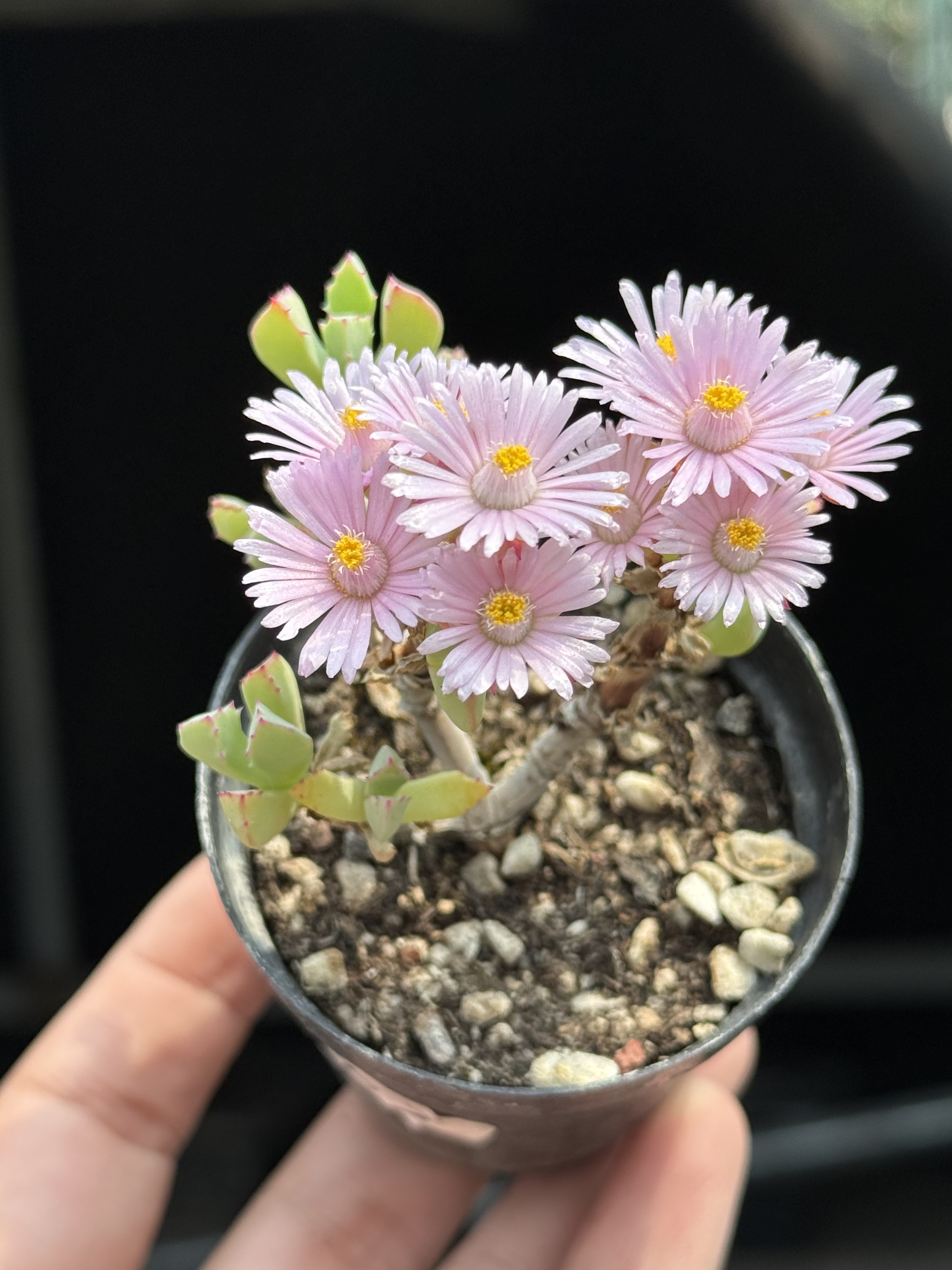 新品 琴爪菊枝干番杏多肉植物控养小老桩一物一拍