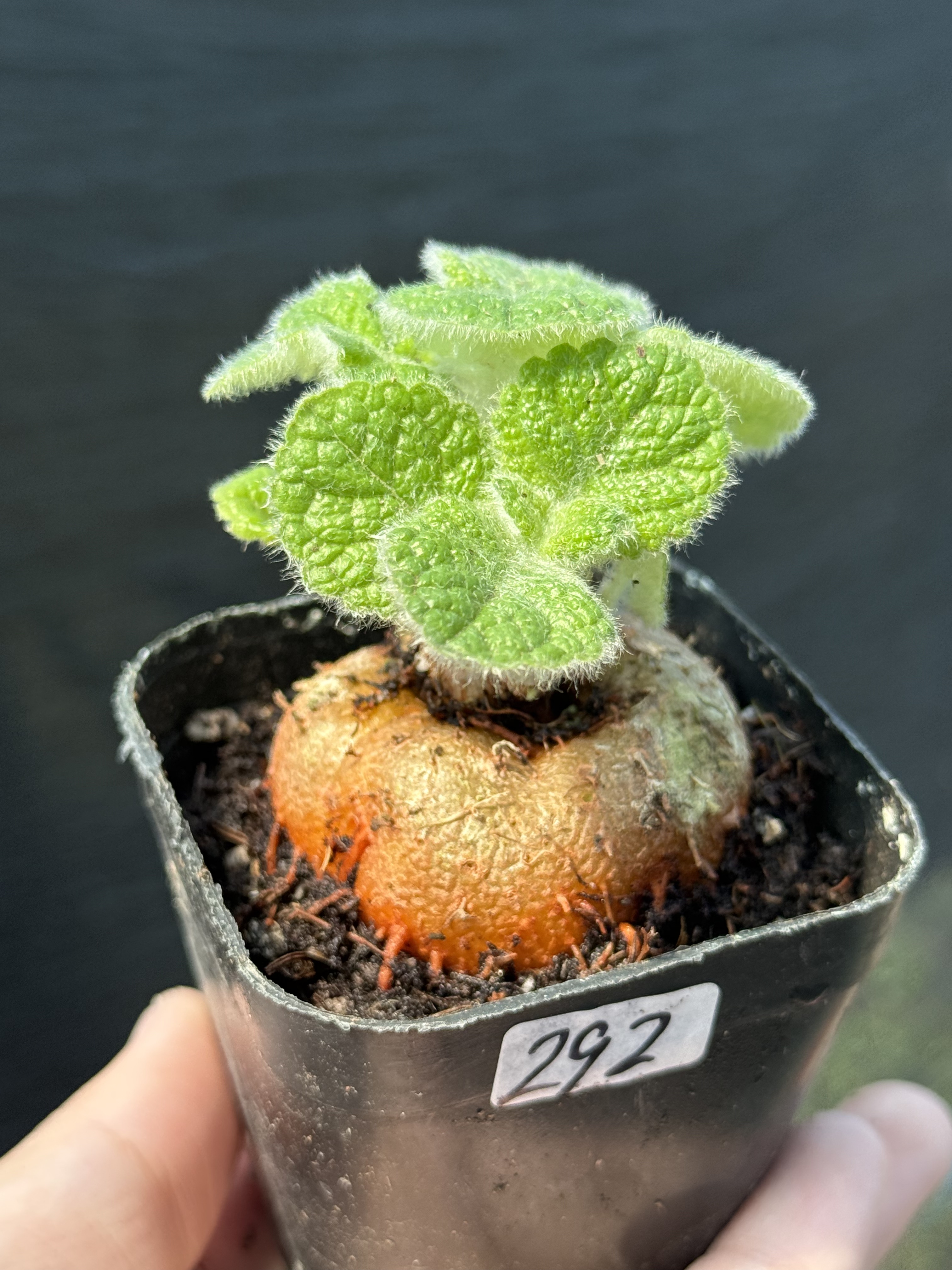 中岩Sinn. bullata断崖王子大块根毛绒绒多肉植物清香味一物一拍