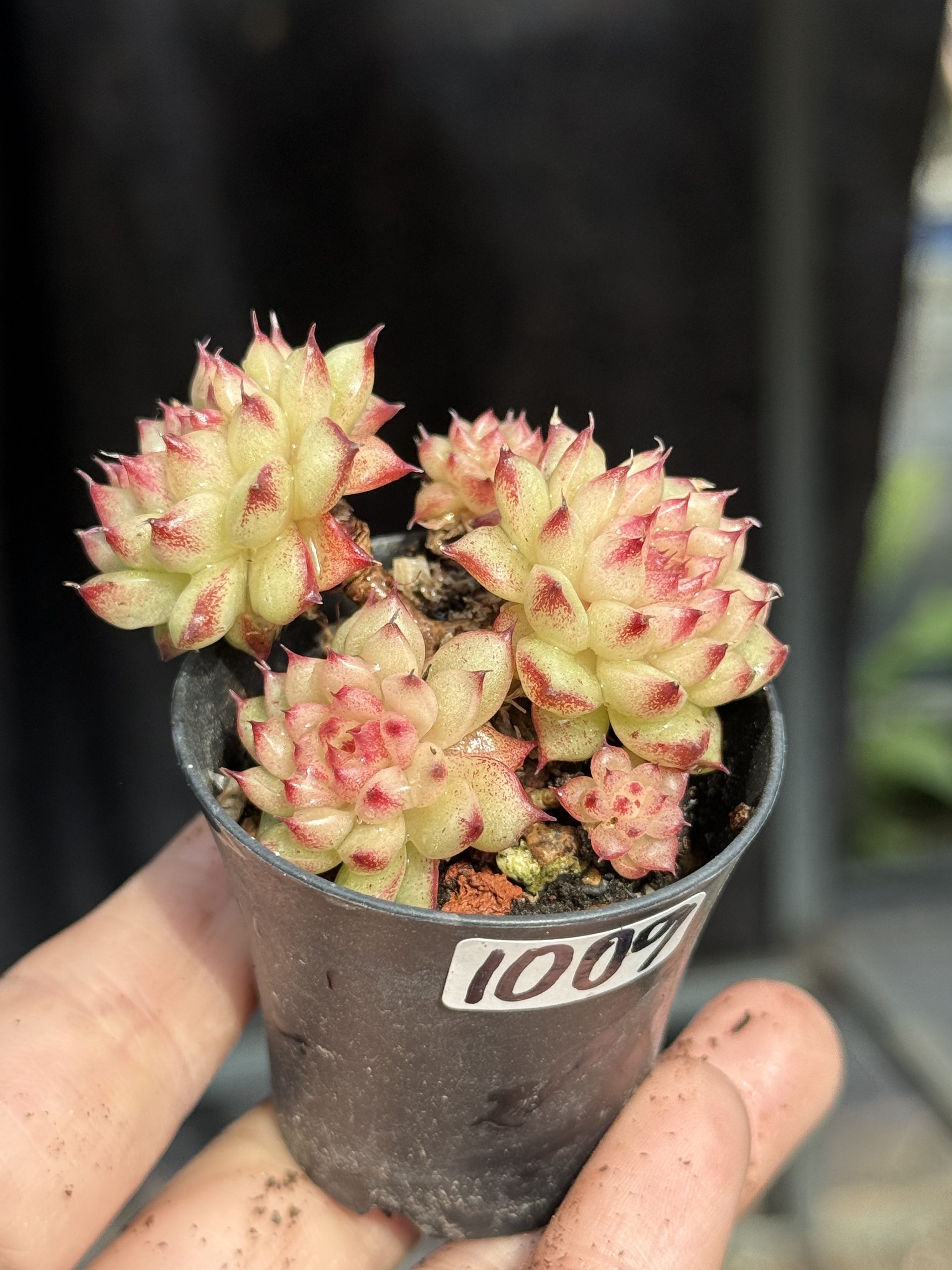 冰葡萄绿水鬼优选个体多肉植物小老桩一物一拍