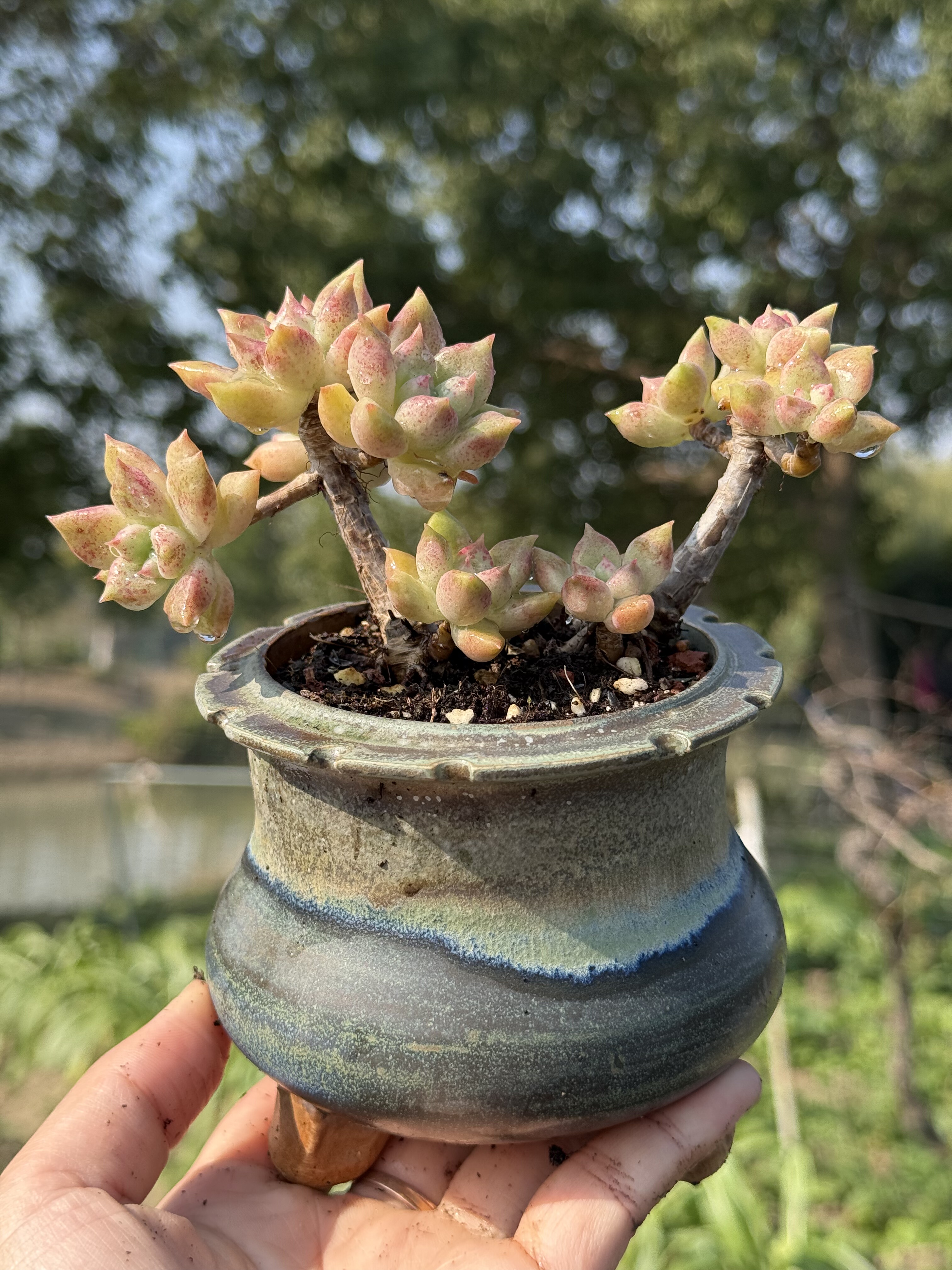 含盆，璀璨绚丽璀璨糖心璀璨多肉控养木质老桩盆栽植物一物一拍