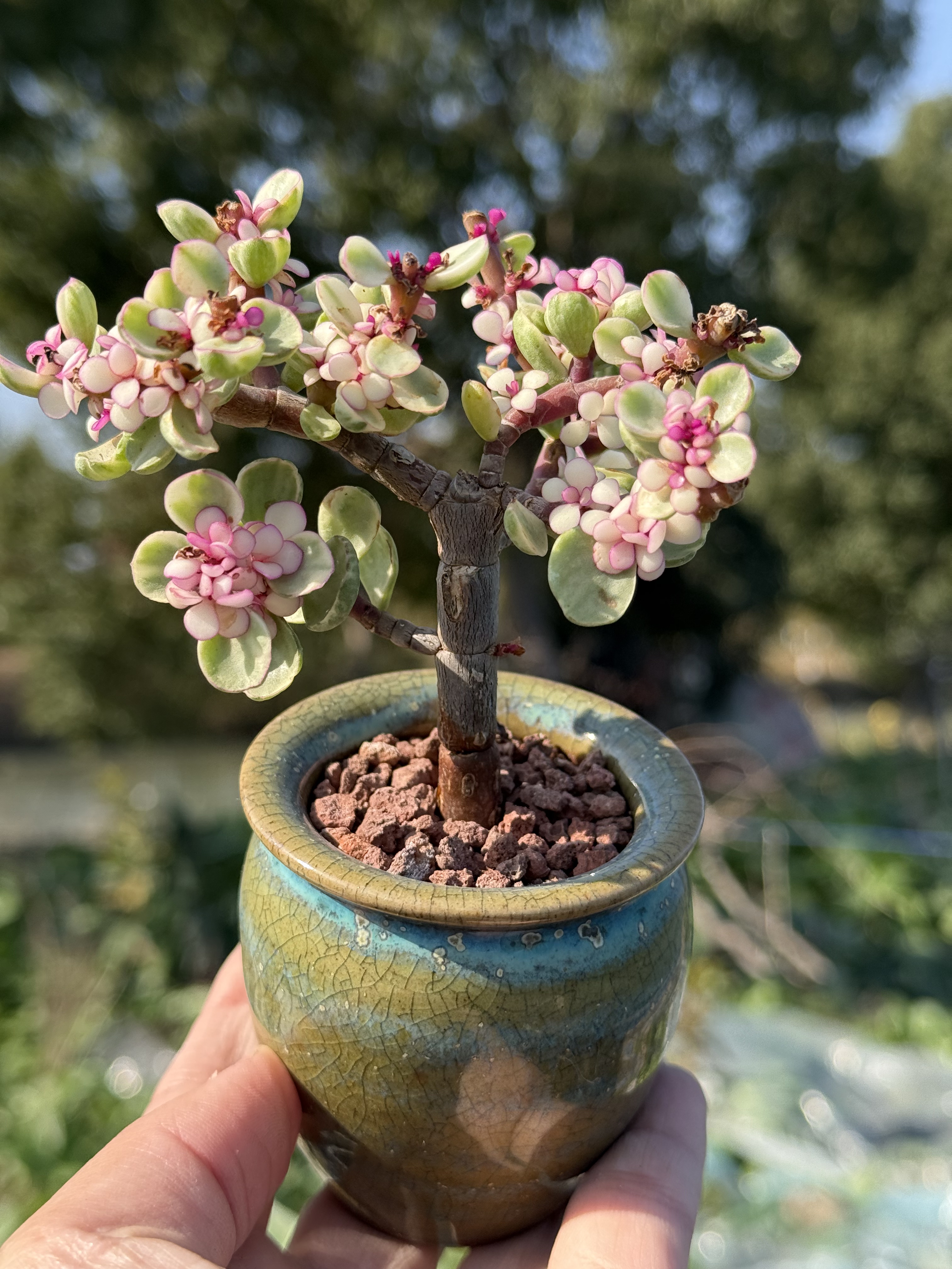 含盆，雅乐之舞锦金枝玉叶多肉植物精控小老桩盆景一物一拍