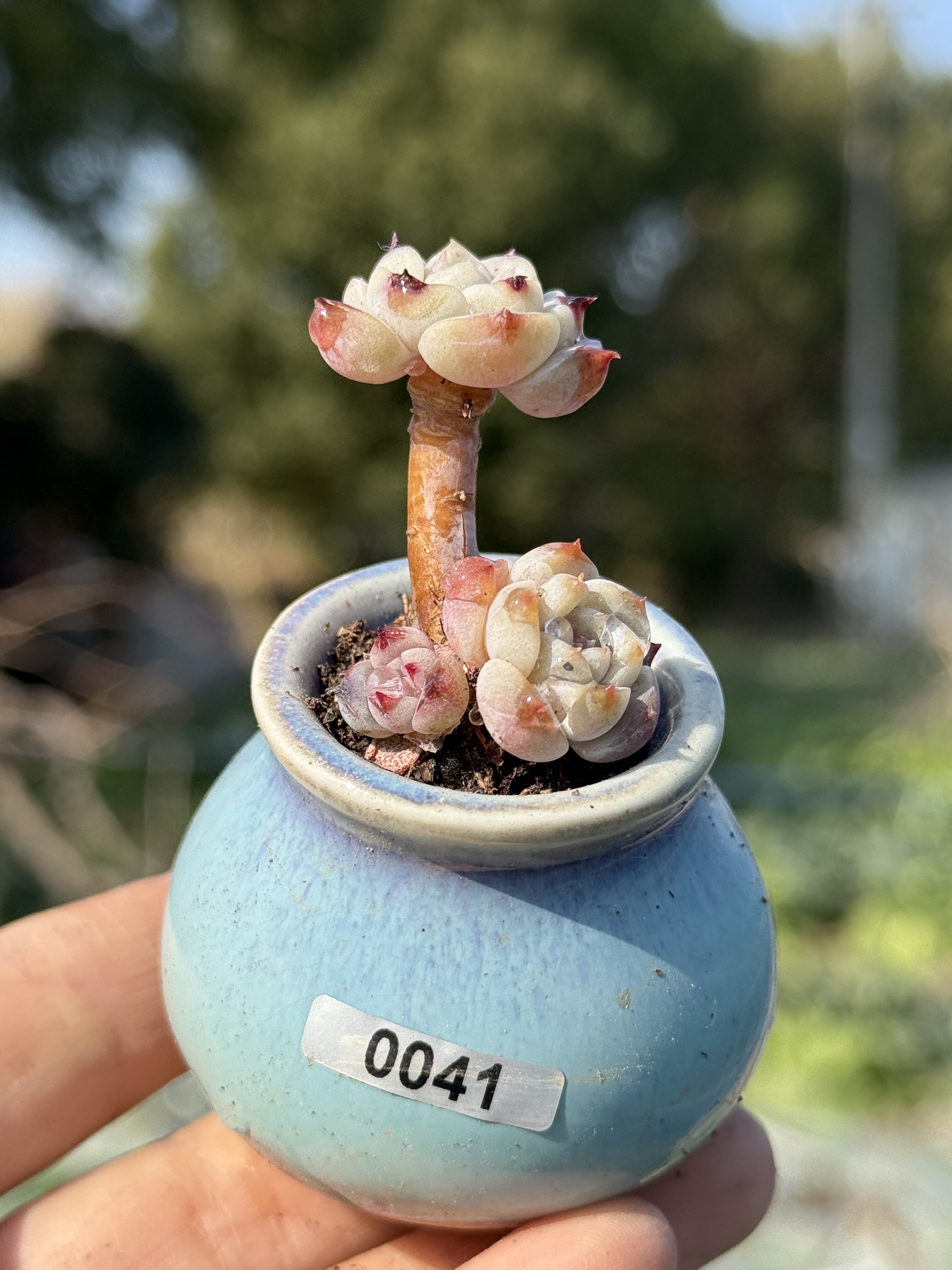 含盆，新品粉色糖心暗纹冰魄杂交多肉植物小老桩多肉 一物一拍