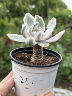 伯克利锦多肉植物老桩多头精控养拇指粗腿一物一拍