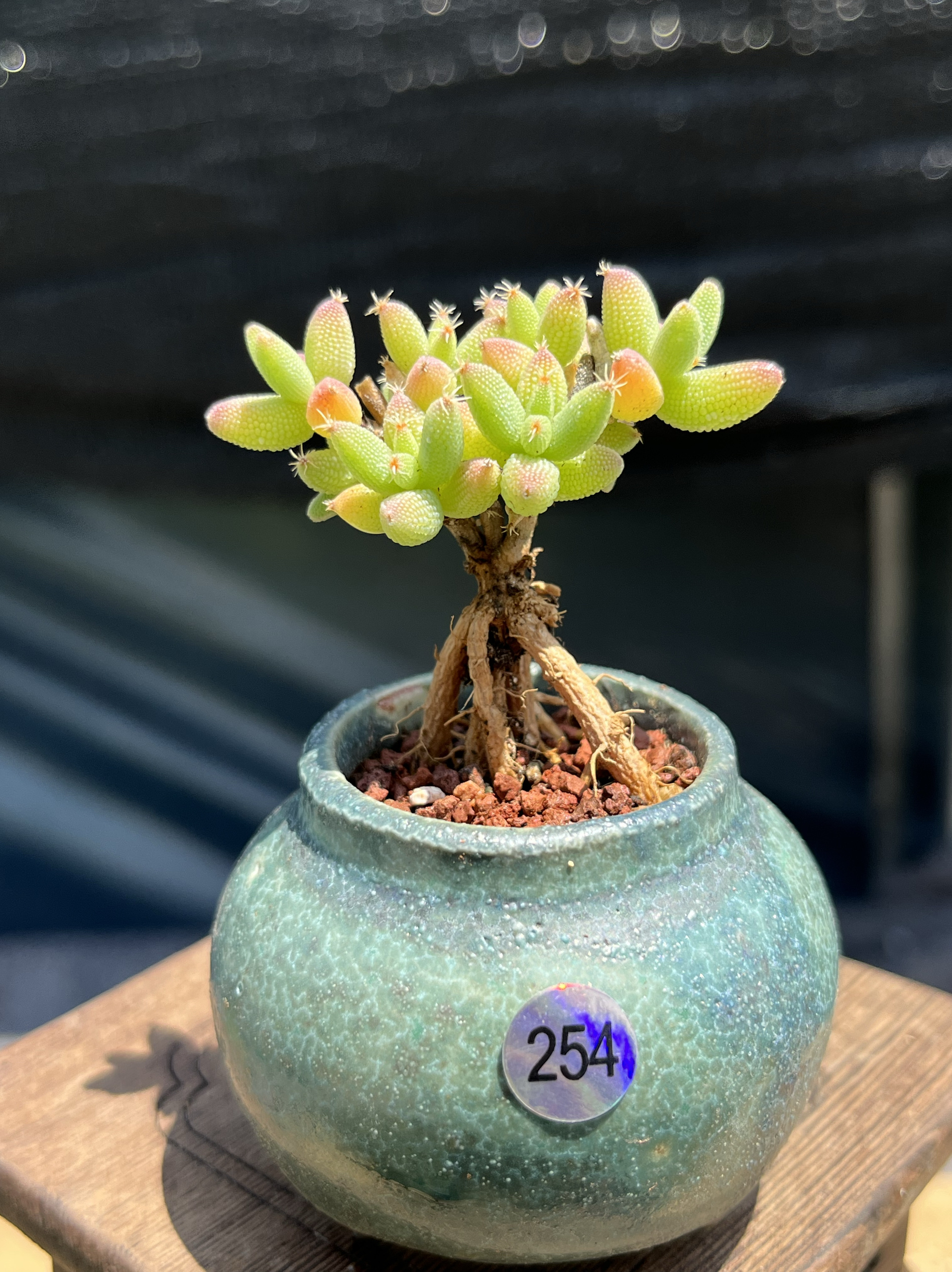 含盆，玉米枝干番杏小树形小老桩多肉植物提根造型悬崖一物一拍