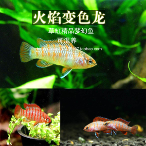 变色龙鱼 火焰变色龙 草缸鱼变色鱼 热带观赏鱼 活体梦幻鱼草缸鱼